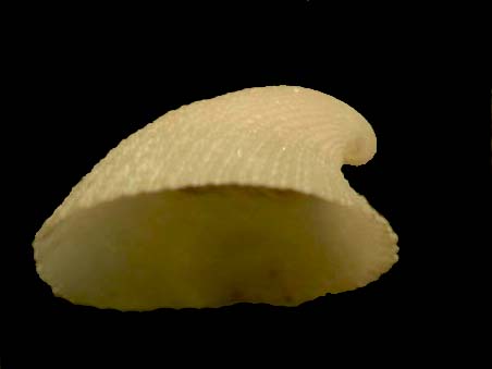 emarginula???????
